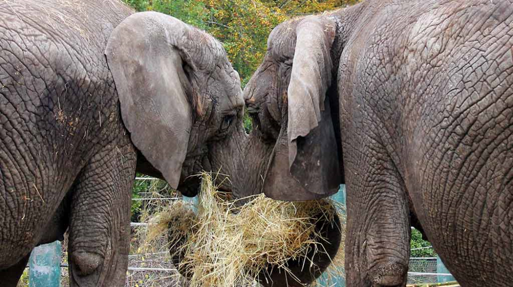 Hals Strand Camping visit Aalborg Zoo elefanter